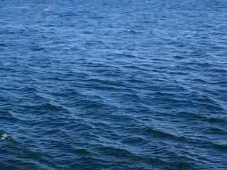 V11. Baleine