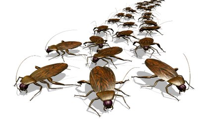 How To Control Cockroaches And Ants