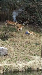 Tigers attacks on men