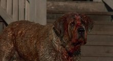 126.Cujo Top Horror Villains Antiheroes