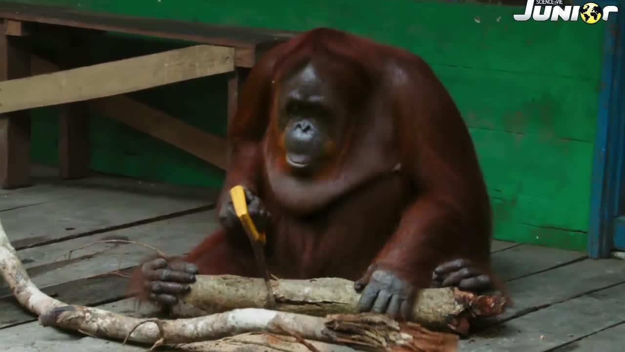 zapping Science et Vie Junior#18#