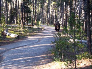 How to be Quiet Around a Bison