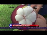 Bengkulu Kebanjiran Buah Manggis - NET 10