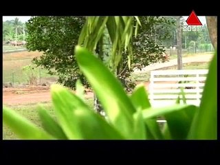 Pehasara 10th March 2017