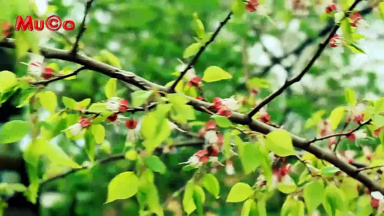 Özdemir Erdoğan - Baharda Kuşlar Gibi (Aşk Şarkıları HD) Mu©o