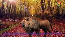 eagle Vs lion Finger Family Nursery Children English Animated 3d Animals animated rhymes