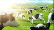 Quảng cáo sữa Vinamilk - Trang trại Vinamilk -Tiêu chuẩn quốc tế cho nguồn sữa tươi 100% thuần khiết - YouTube
