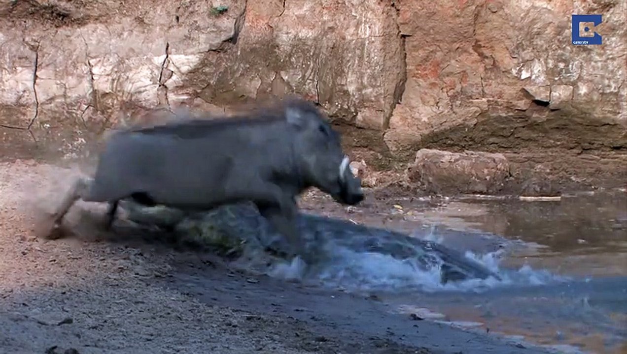 Unlucky Croc Misses Its Dinner Twice