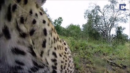 Up Close With Africa's Animals