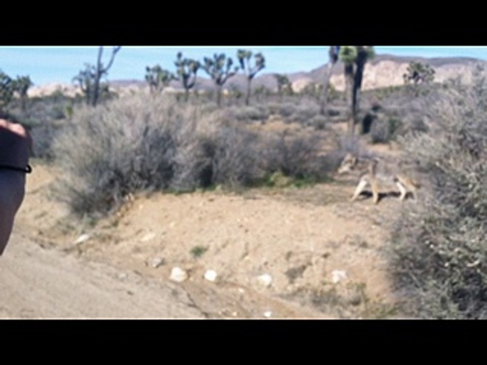 coyote