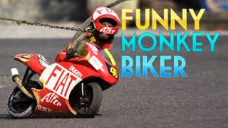 Very Funny Monkey Rides A Bike Like Young Man 2017