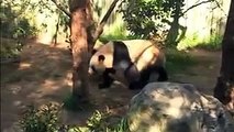 Giant Panda Mating a Success at the San Diego Zoo