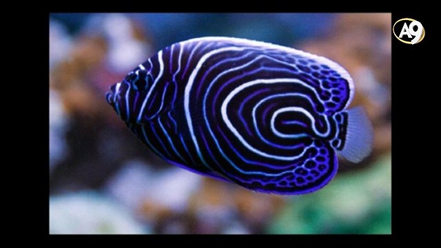 Canlılardaki renklerin uyumu ve simetri evrimi geçersiz kılıyor. Tesadüf simetri yapamaz.