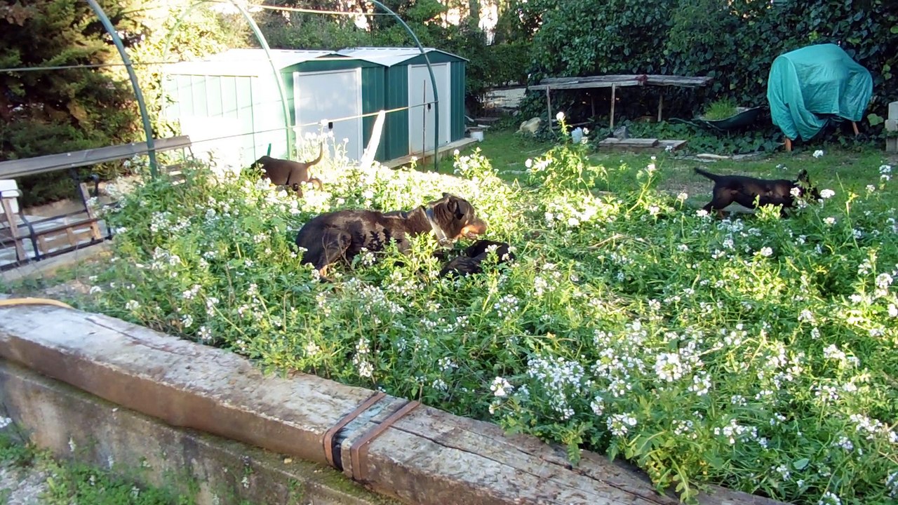 on s'amuse dans le potager en friche 7sem et demi