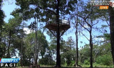 Di Sini, Gajah Jadi Satgas untuk Usir Gajah Liar Perusak