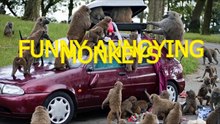 ลิงแสนซน  ฮาสุดกวน  ที่คุณชื่นชอบ  รับประกัน  ความสนุก  จากรอบโลกThe lively monkey that you love, guaranteed fun from around the world.