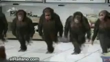 เคยเห็นไหม  ลิงจ๋อ  เต้นได้    ตลกมากๆ  คุณดูแล้ว  ต้องชอบHave you ever seen a monkey dance be very funny you look like