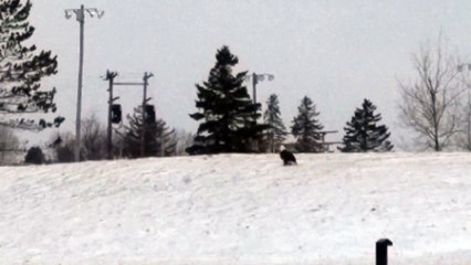 Cet aigle attrape un chat et s'envole avec