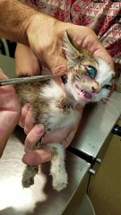 Regardez ce qu'il retire de la peau de ce chaton... Horrible