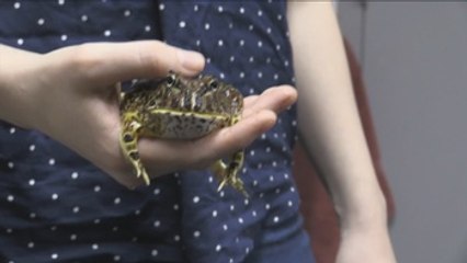 Saliva, la clave del éxito en la captura de presas de las ranas