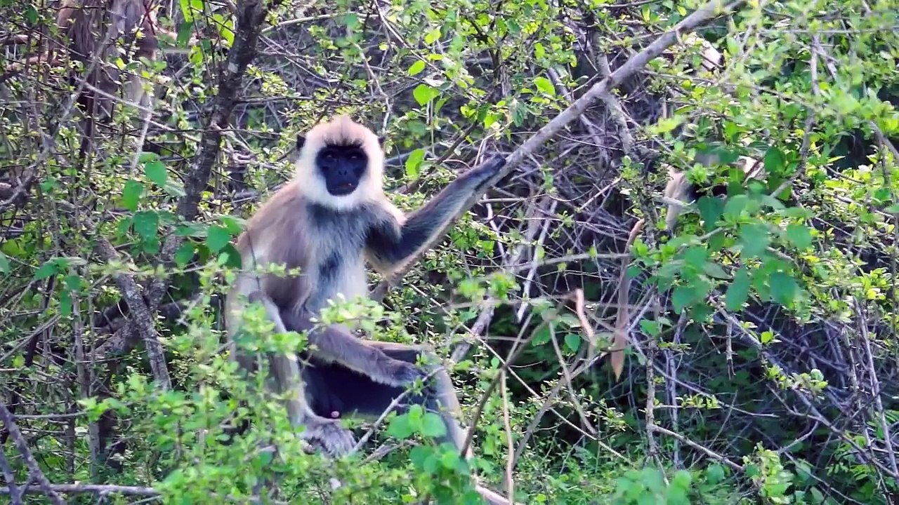 10 Best Beaches in Sri Lanka - East-South-West Coast (Tropical Escape #2)