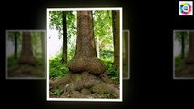 UntFunny Pictures ! Funny Trees Amazing ! Funny Shaped Plants