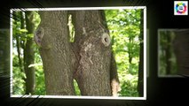 Funny Pictures ! Funny Trees Amazing ! Funny Shaped Plants ! Whatsapp Fun