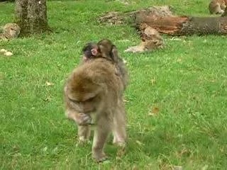 Singes Magots