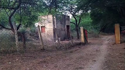 Ghost figure appeared and moves toward cabin. GHOST at forest check post