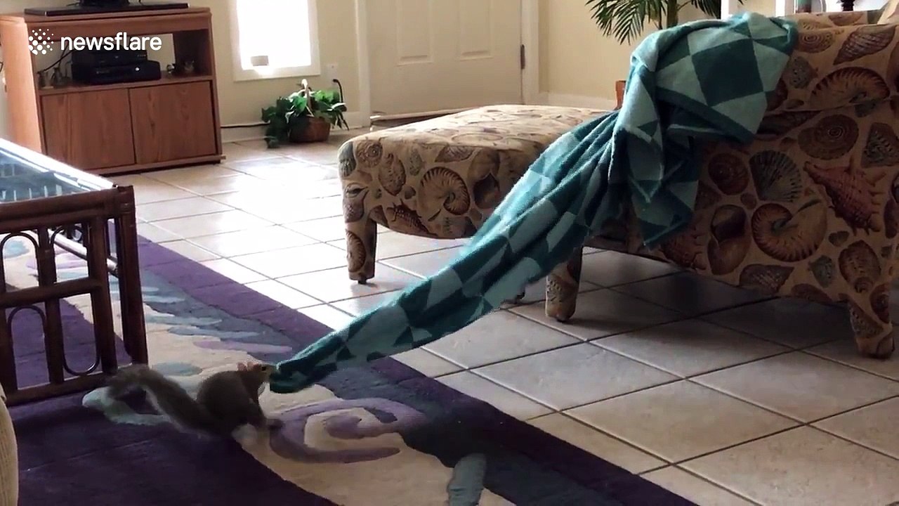 Pet squirrel really wants a blanket