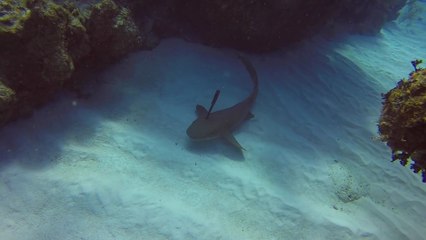 Ce plongeur retire un couteau de la tête d'un requin