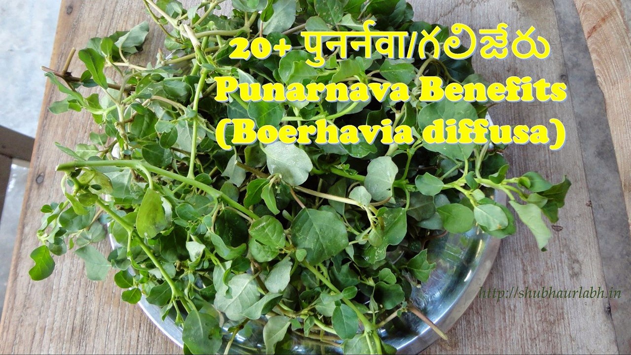 Punarnava Benefits