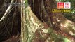 木登りカンガルーがすむ原始の森  3-12(日)『世界遺産』「クイーンズランドの湿潤熱帯地域（オーストラリア）」【TBS】