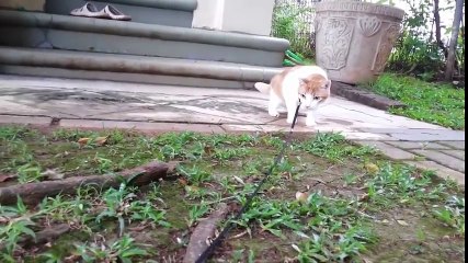 「ベスト猫ドッキリ」何回見ても笑っちゃう猫のハプニング, 可愛い猫の動画集