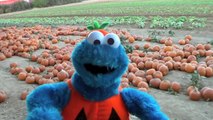 Cookie Monster Goes To a Pumpkin Farm Sesame Street Pumpkin Patch Pig Races
