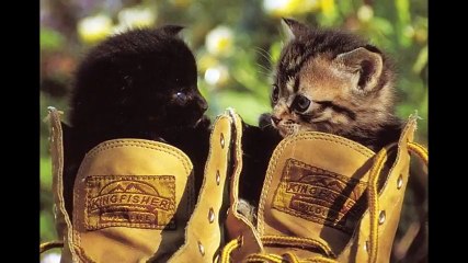 やっぱり猫は靴が好き。