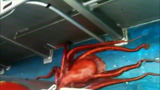 Top animais selvagens #012, Animais selvagens atacando, Animals, Confrontos animais, Serpentes atacando animais e humanos, Lince, Piton birmanesa, Wild life, Reino animal, Animals, animais em extinção, animais marinhos, vida animal, filme -18ans, lion vs