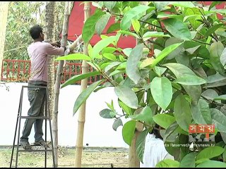 কুষ্টিয়ায় শুরু হয়েছে লালন শাহের দোল পূর্নিমা উৎসব