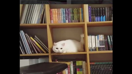 Funny Cats getting Fun