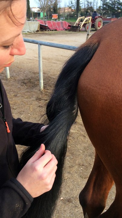 Epiler la queue pour bracelet