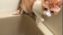 【お風呂キャット】自ら水責めされる猫！