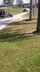 Cet alligator traverse tranquillement un golf avec son repas dans la gueule
