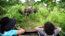 Elephants for Kids Wild Animals Video for Children