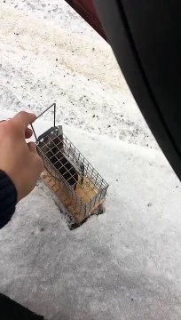 Il recueil une souris malade et aujourd’hui il lui redonne enfin sa liberté... Enfin presque