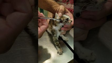 Un véto retire des larves de mouche de la peau d'un chaton