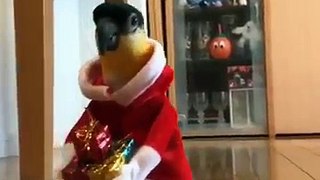 Bird dressed as santa carries present around