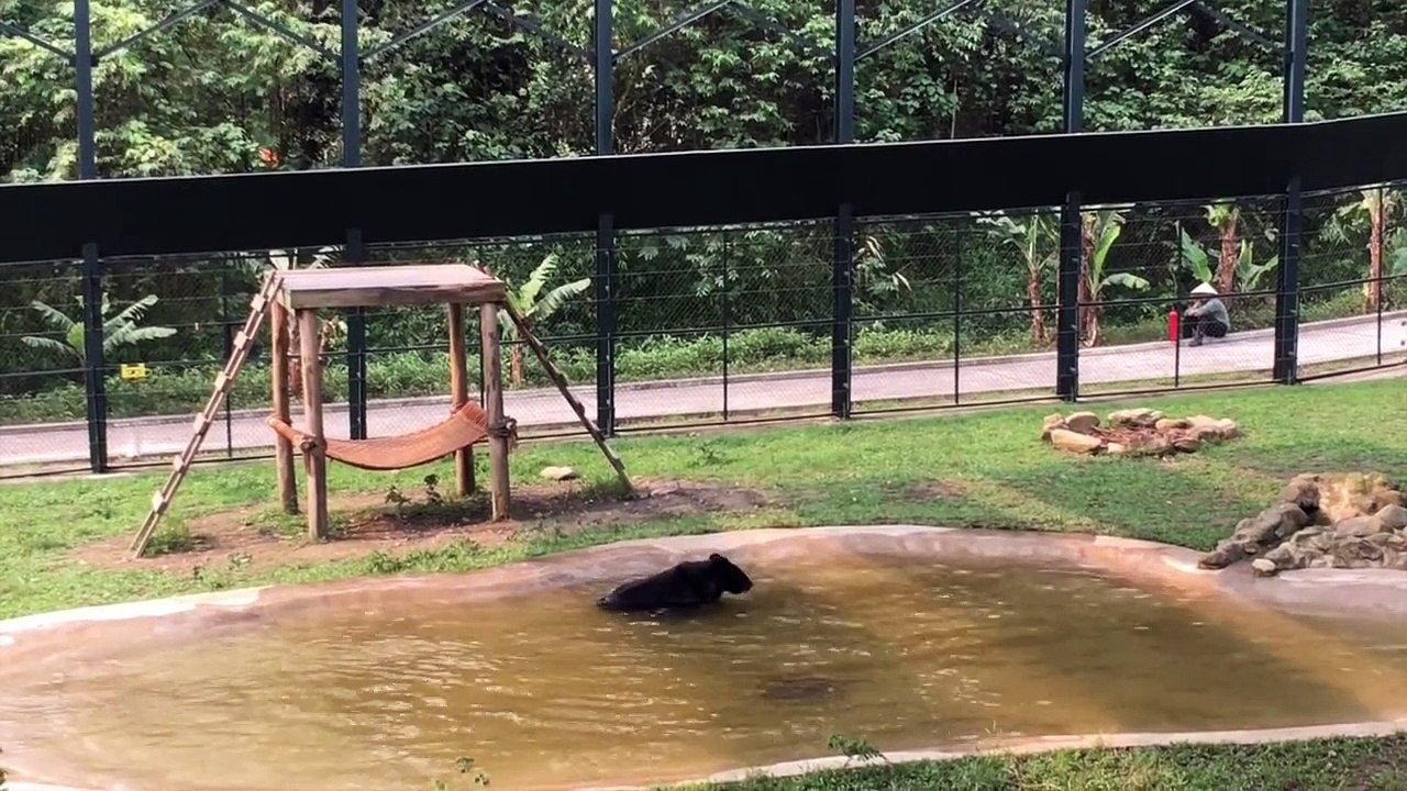 Regardez la réaction de cet ours quand il voit de l’eau pour la première fois, après plus de 9 ans de calvaire