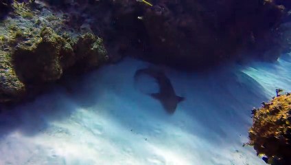Un moniteur de plongée enlève un couteau enfoncé dans la tête d’un petit requin