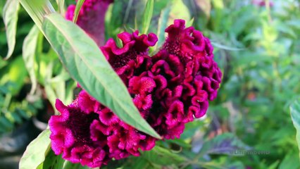 Khasiat Bunga Tanaman Jengger Ayam - SMS:085274437336 - BenihBunga.com - Grosir & Eceran