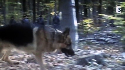 Kommissar Rex : "Rex sur une piste ."